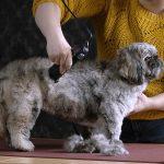 מכונת תספורת מומלצת לכלבים